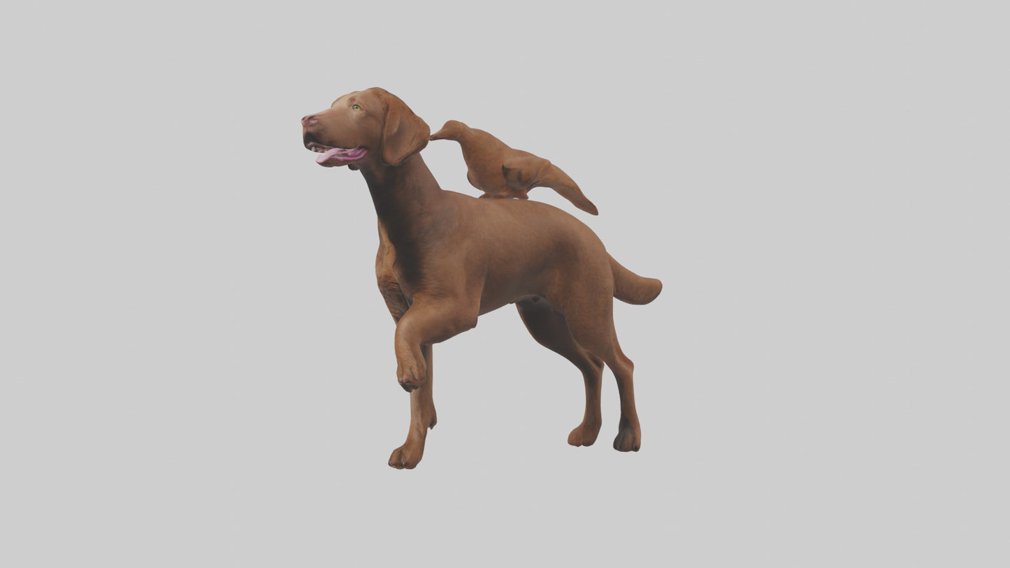 Chesapeake Bay Retriever retrieving model 3D model