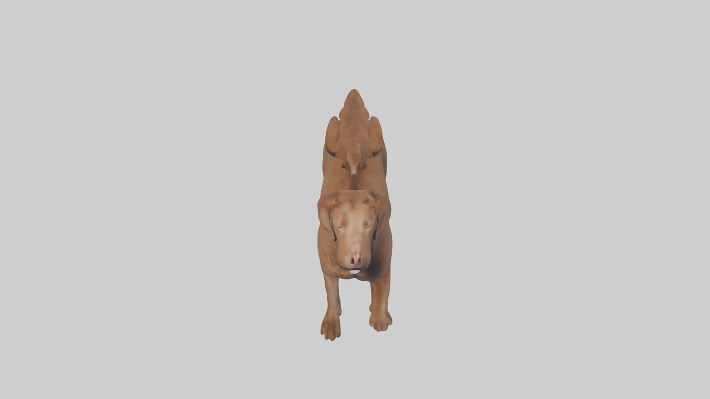 Chesapeake Bay Retriever retrieving model 3D model