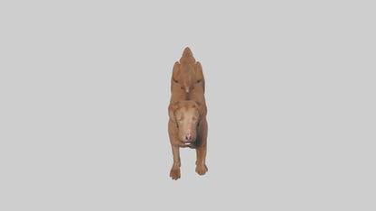 Chesapeake Bay Retriever retrieving model 3D model