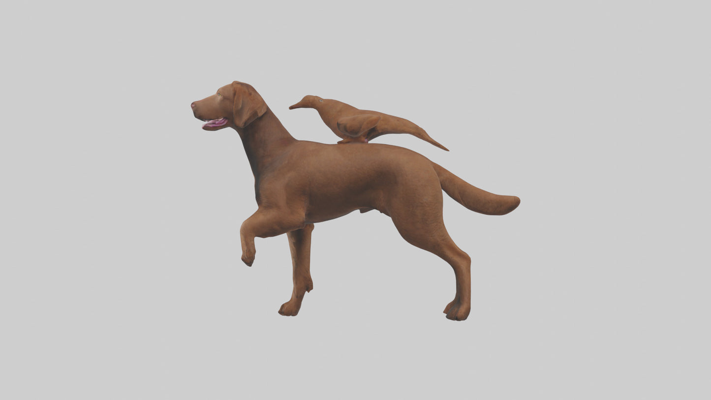 Chesapeake Bay Retriever retrieving model 3D model
