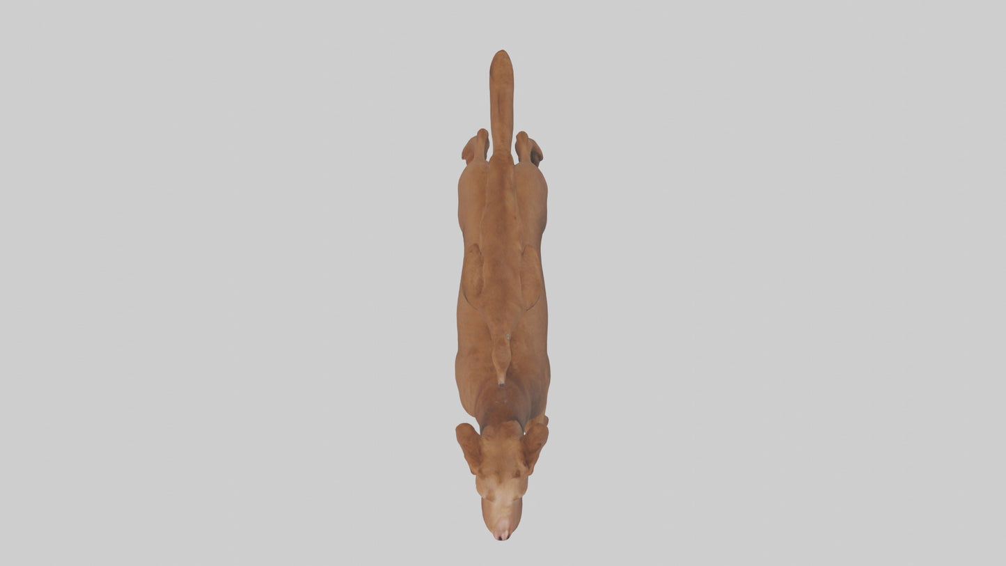 Chesapeake Bay Retriever retrieving model 3D model
