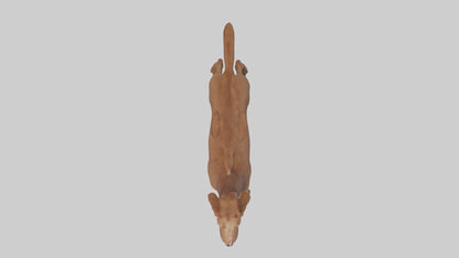 Chesapeake Bay Retriever retrieving model 3D model
