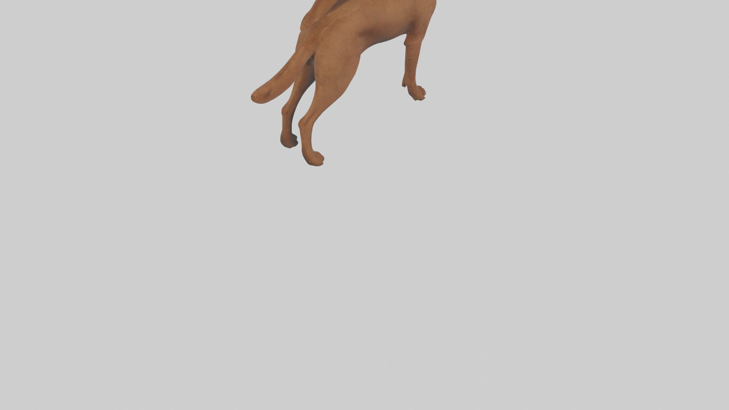Chesapeake Bay Retriever retrieving model 3D model