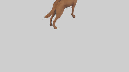Chesapeake Bay Retriever retrieving model 3D model