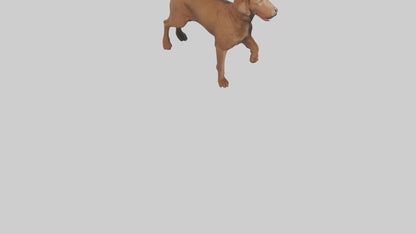 Chesapeake Bay Retriever retrieving model 3D model