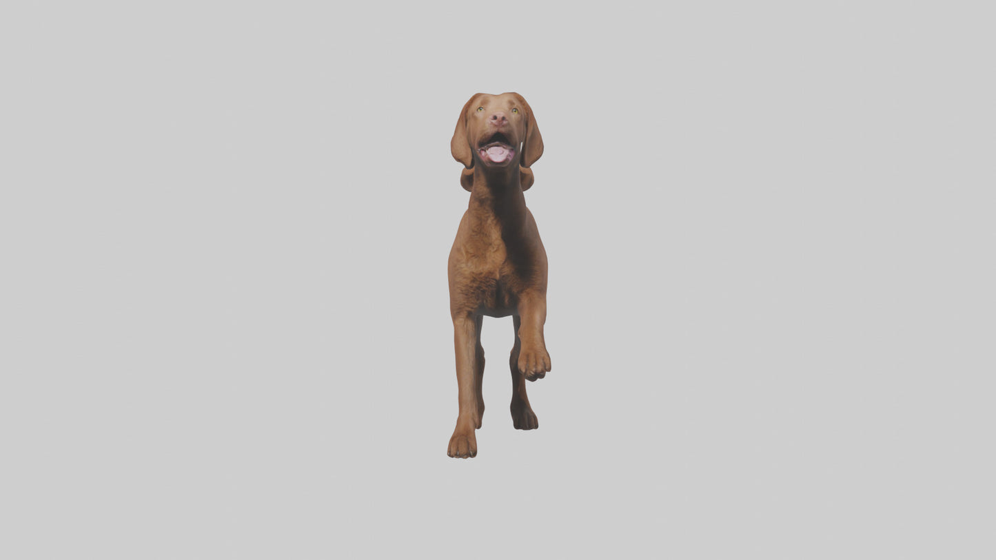 Chesapeake Bay Retriever retrieving model 3D model