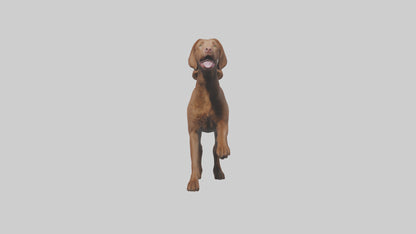 Chesapeake Bay Retriever retrieving model 3D model