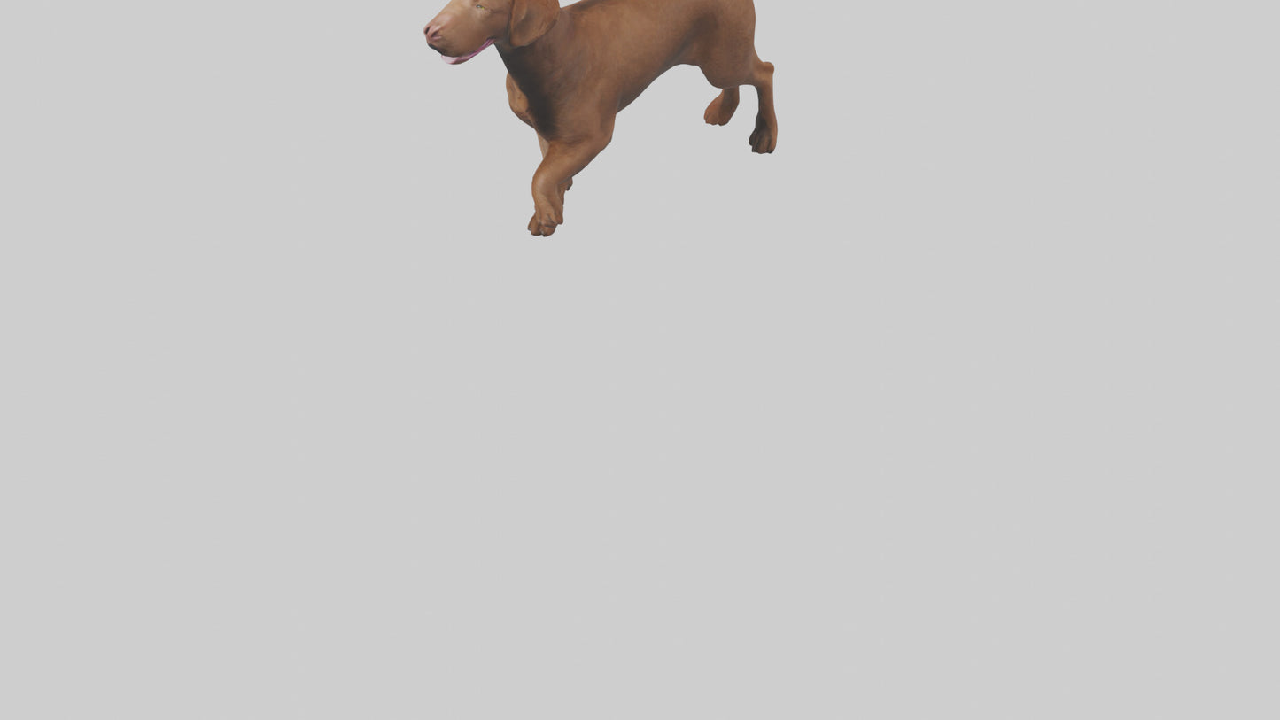 Chesapeake Bay Retriever retrieving model 3D model
