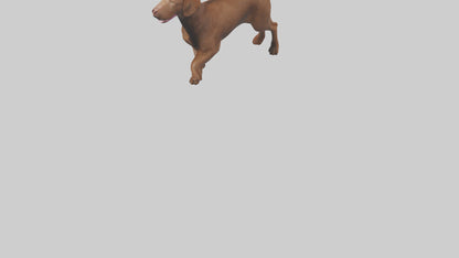 Chesapeake Bay Retriever retrieving model 3D model