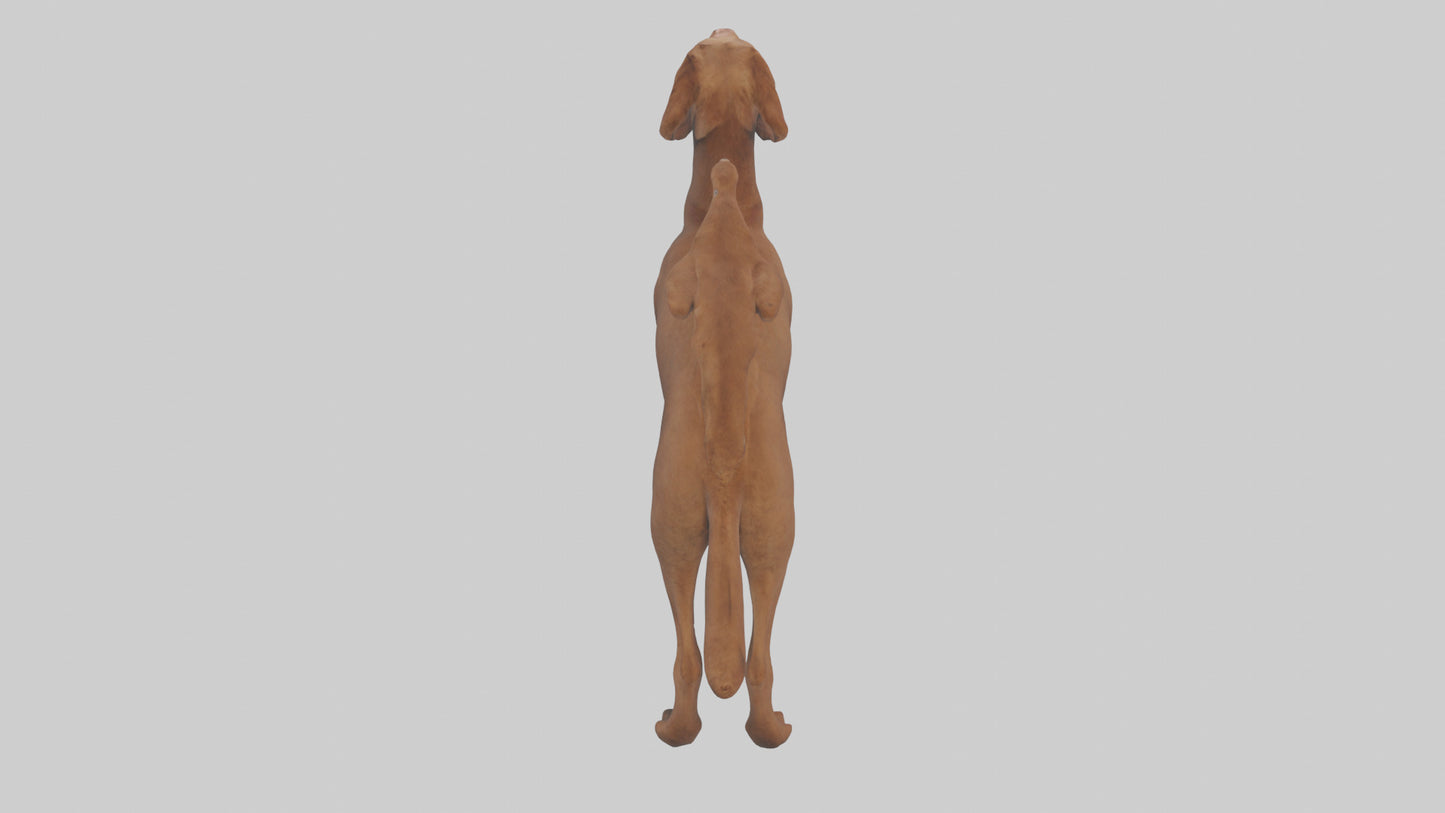 Chesapeake Bay Retriever retrieving model 3D model