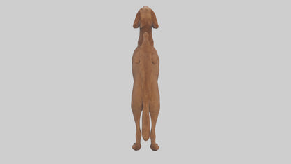 Chesapeake Bay Retriever retrieving model 3D model