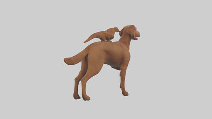 Chesapeake Bay Retriever retrieving model 3D model