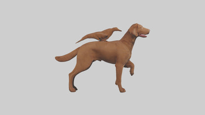 Chesapeake Bay Retriever retrieving model 3D model