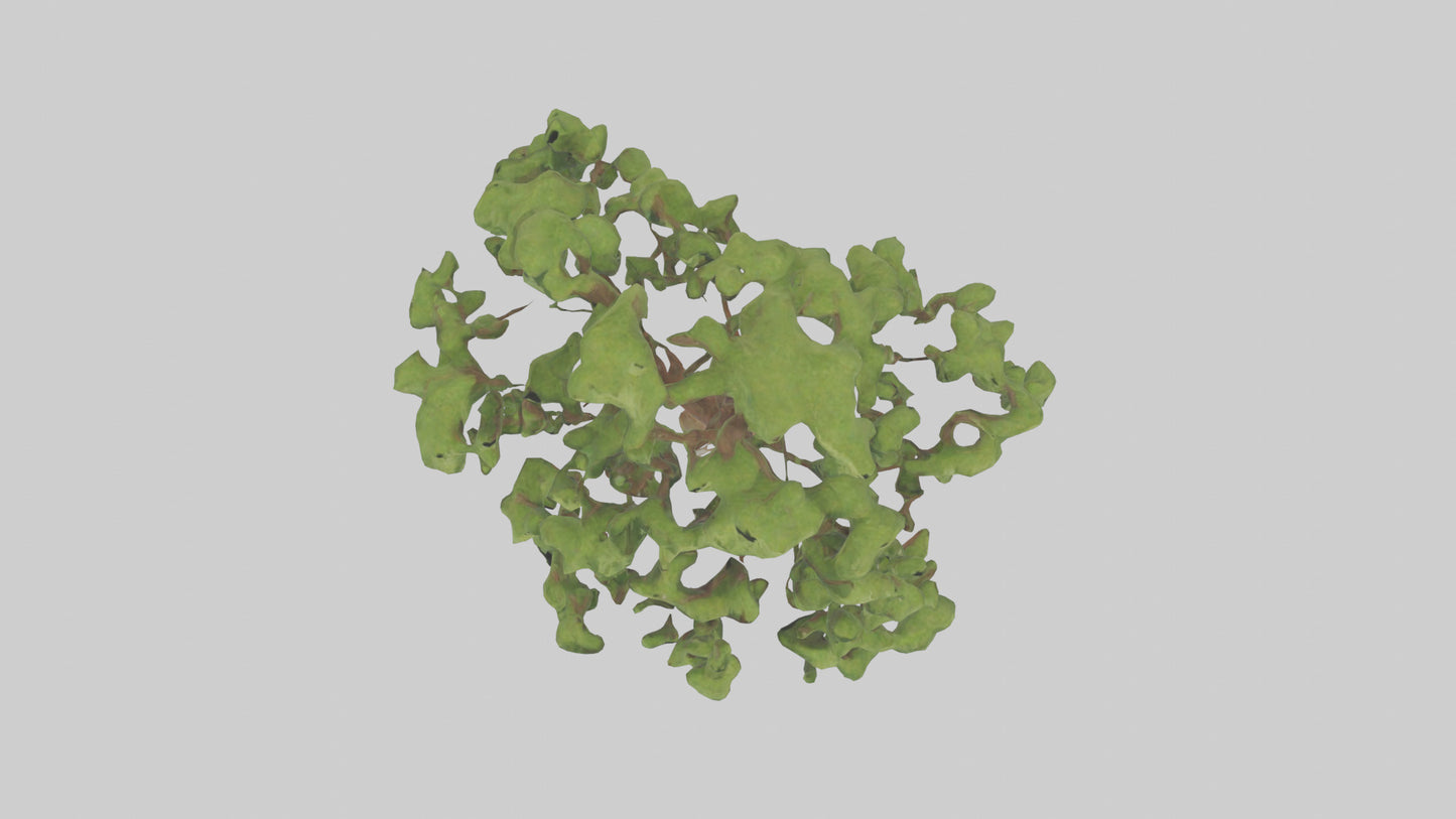 3D model Chestnut tree model VR / AR / low-poly
