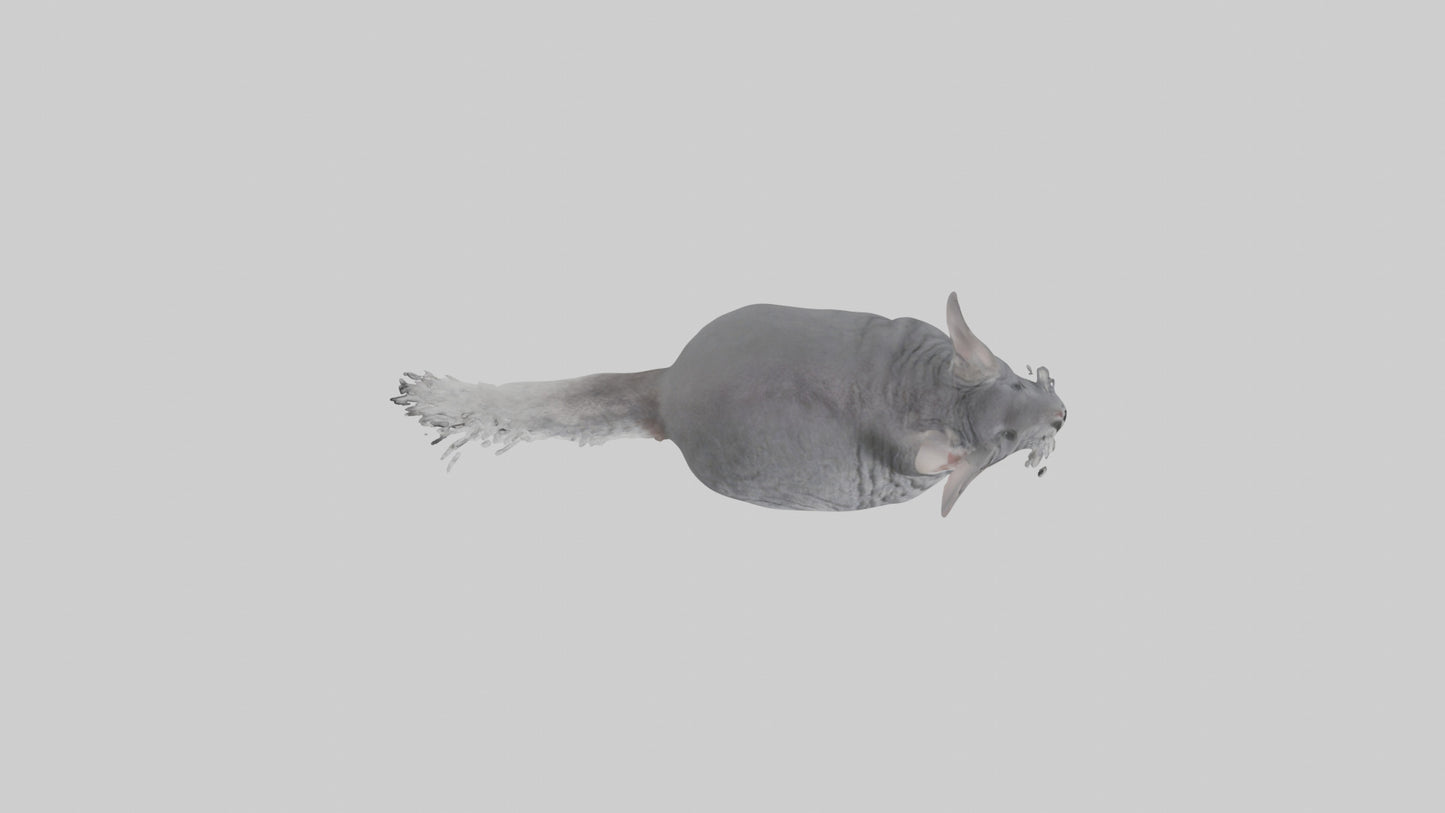 Chinchilla hopping model VR / AR / low-poly