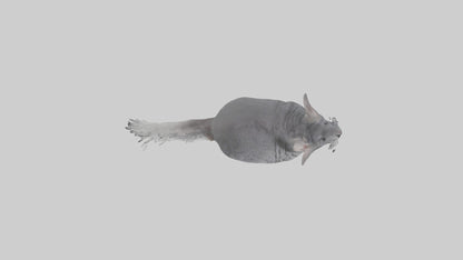 Chinchilla hopping model VR / AR / low-poly