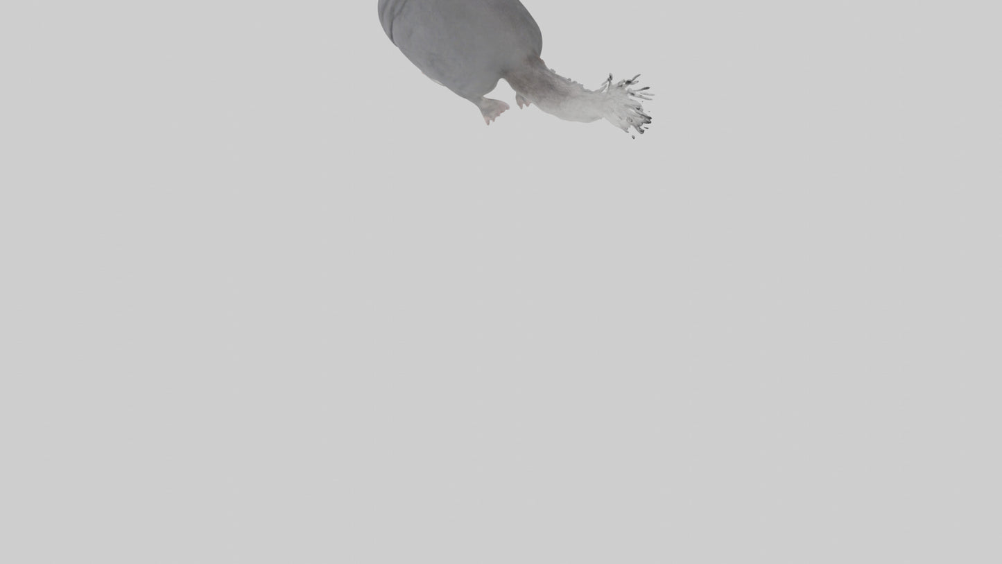 Chinchilla hopping model VR / AR / low-poly