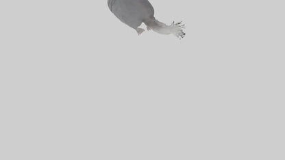 Chinchilla hopping model VR / AR / low-poly