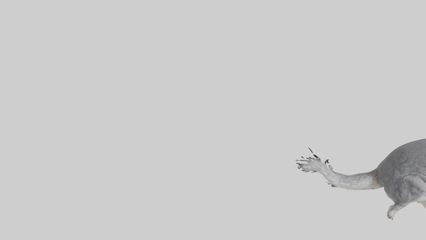 Chinchilla hopping model VR / AR / low-poly