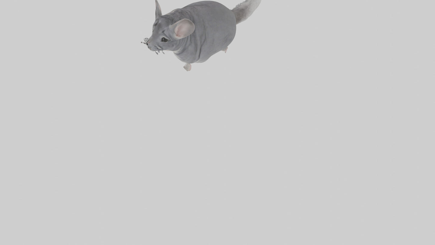 Chinchilla hopping model VR / AR / low-poly