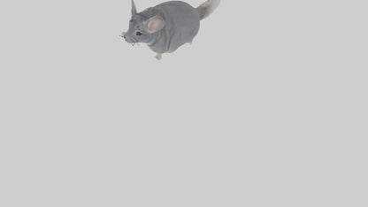 Chinchilla hopping model VR / AR / low-poly
