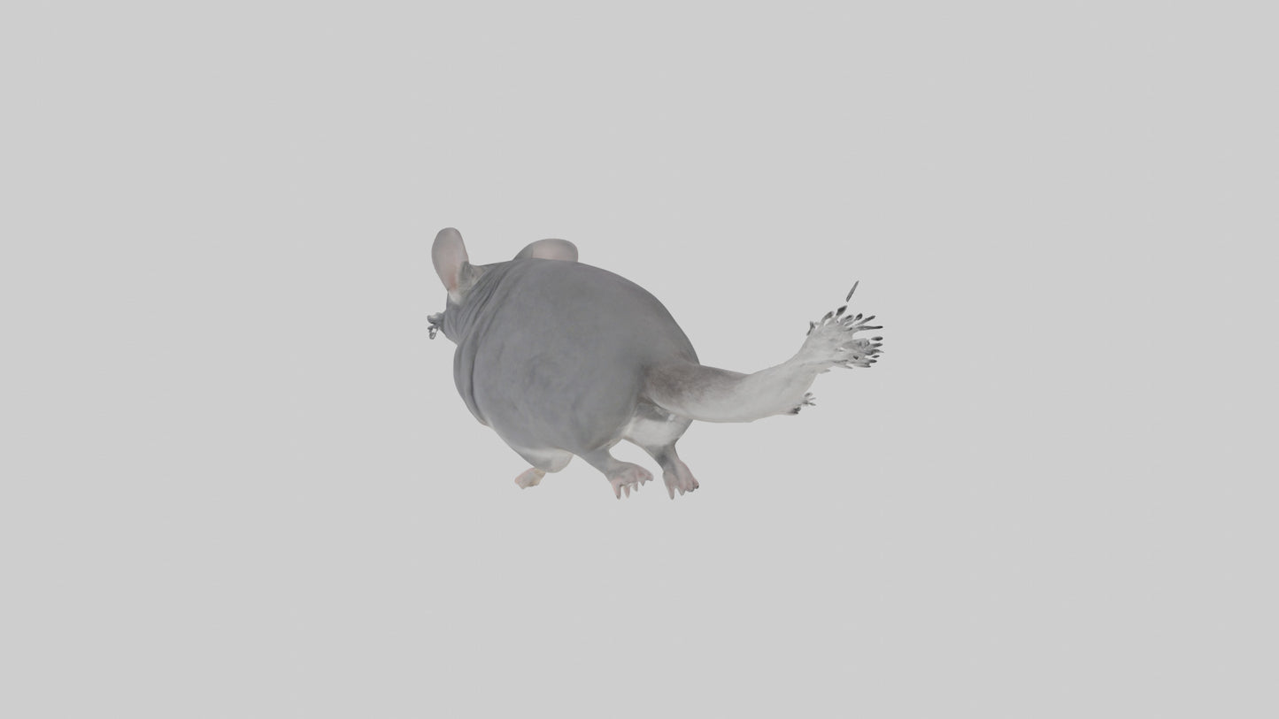 Chinchilla hopping model VR / AR / low-poly