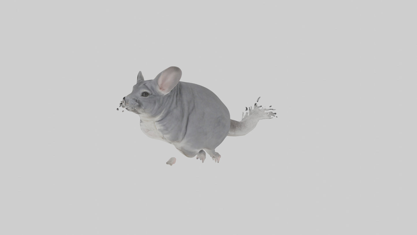 Chinchilla hopping model VR / AR / low-poly