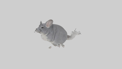 Chinchilla hopping model VR / AR / low-poly
