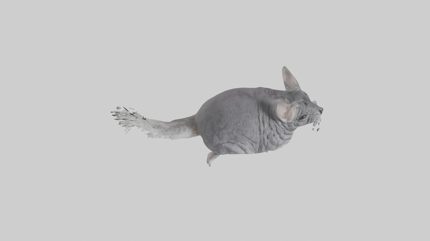 Chinchilla hopping model VR / AR / low-poly