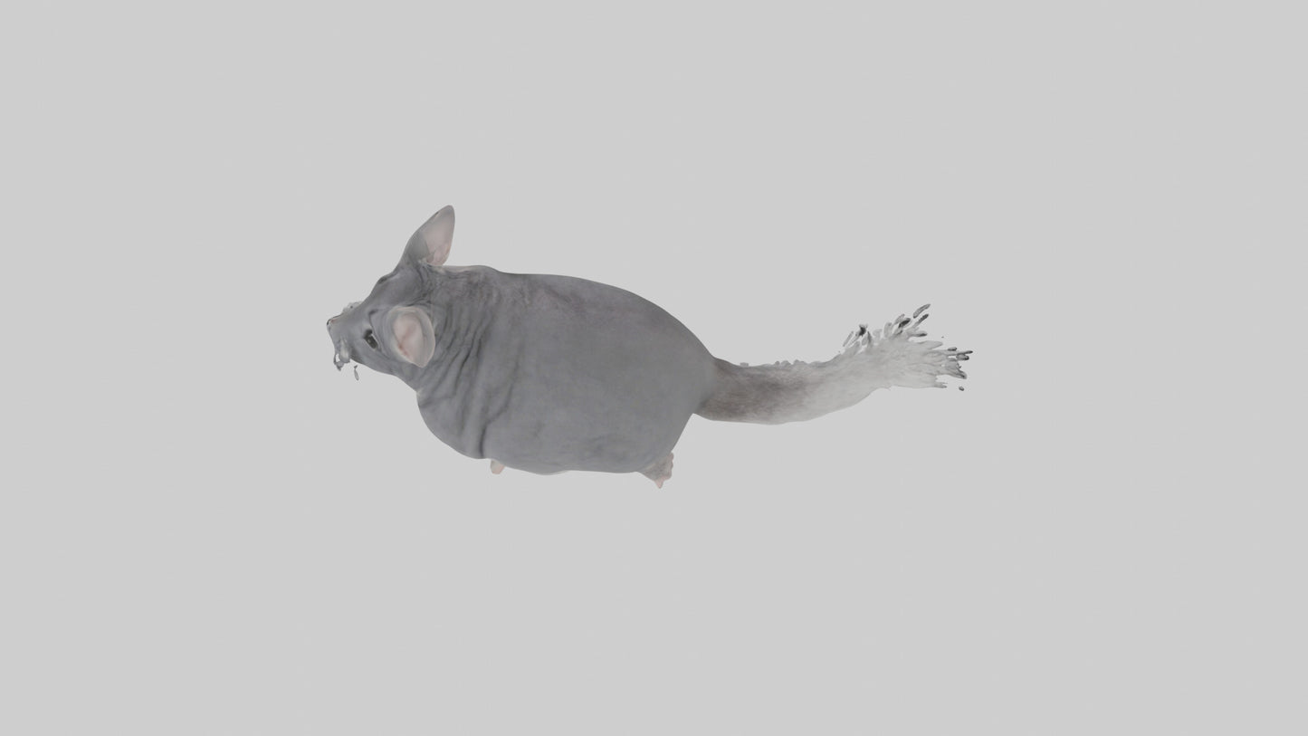 Chinchilla hopping model VR / AR / low-poly