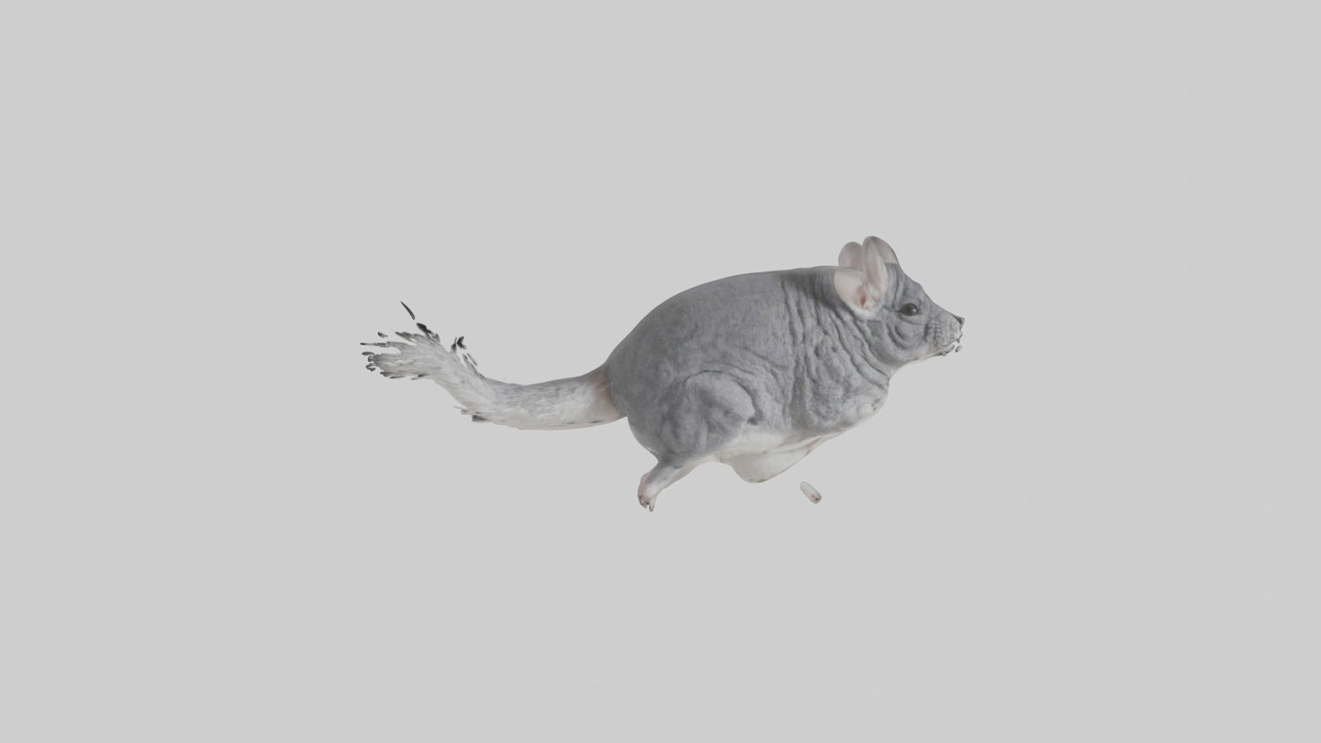 Chinchilla hopping model VR / AR / low-poly