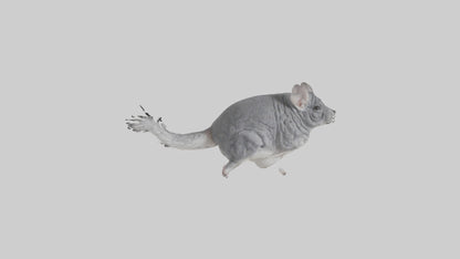 Chinchilla hopping model VR / AR / low-poly