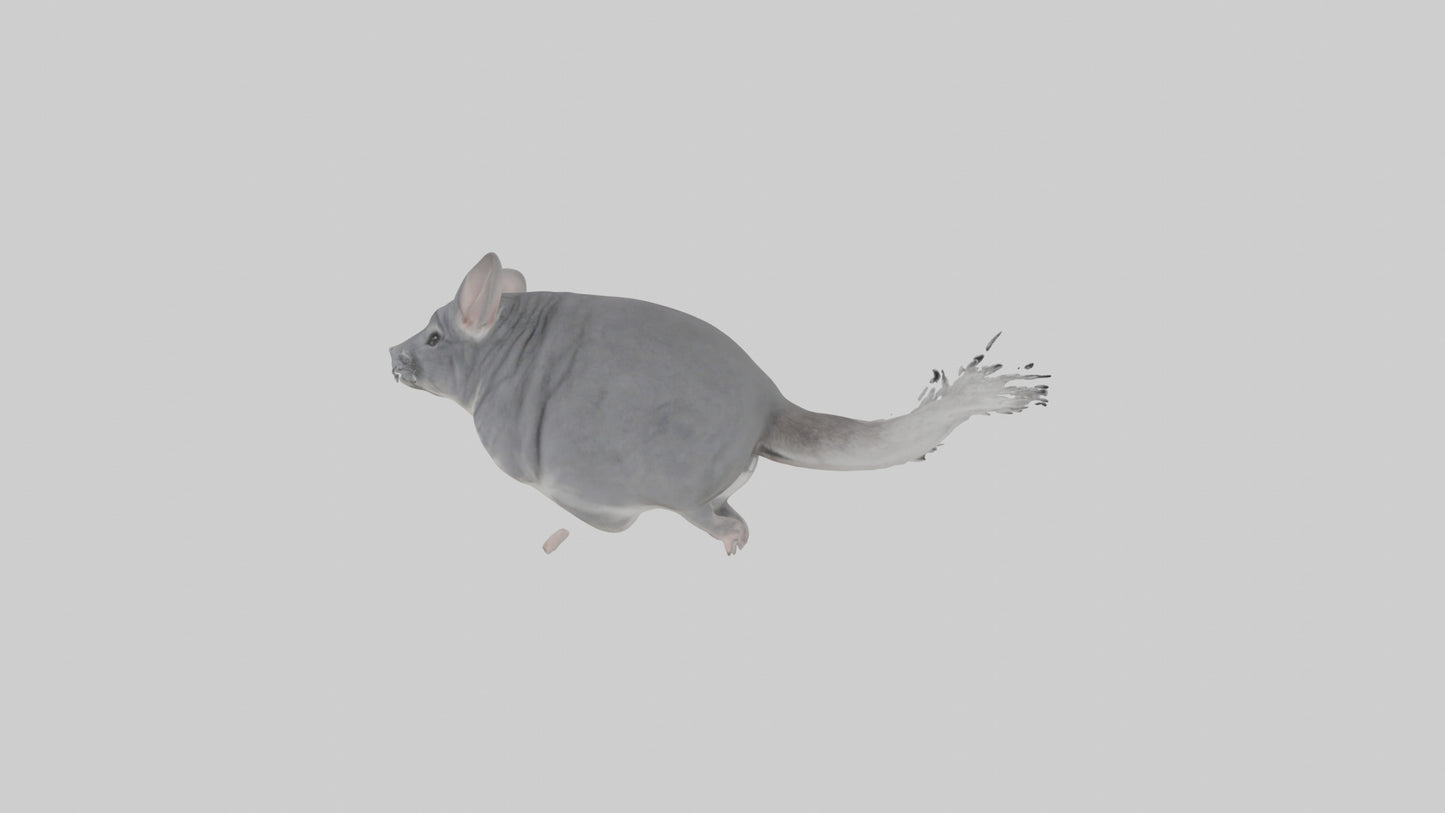 Chinchilla hopping model VR / AR / low-poly