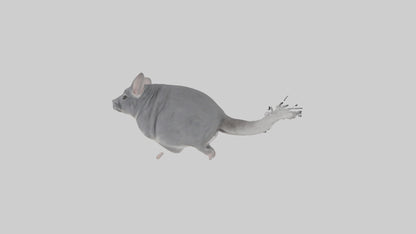 Chinchilla hopping model VR / AR / low-poly