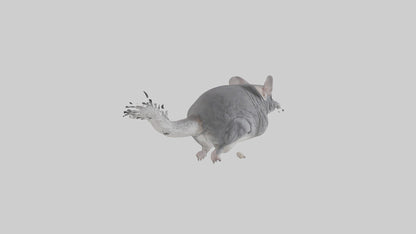 Chinchilla hopping model VR / AR / low-poly