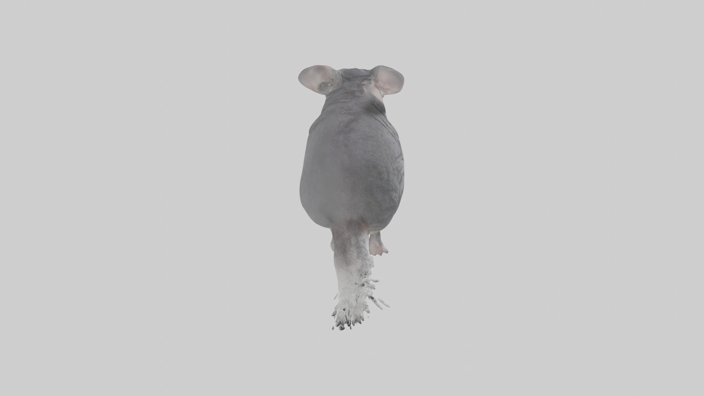 Chinchilla hopping model VR / AR / low-poly