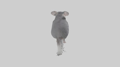 Chinchilla hopping model VR / AR / low-poly