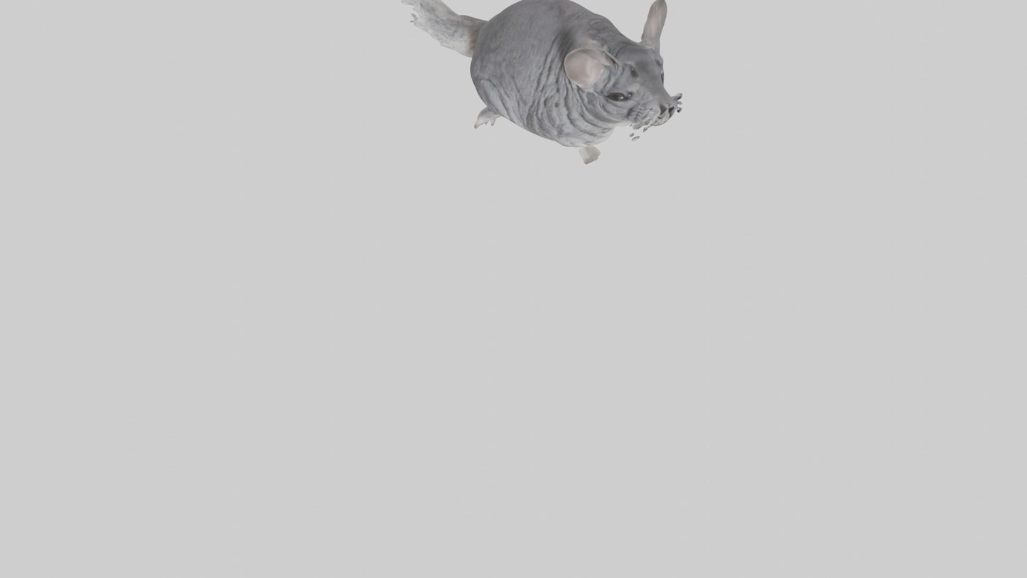 Chinchilla hopping model VR / AR / low-poly