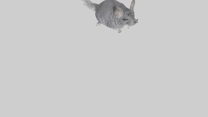 Chinchilla hopping model VR / AR / low-poly