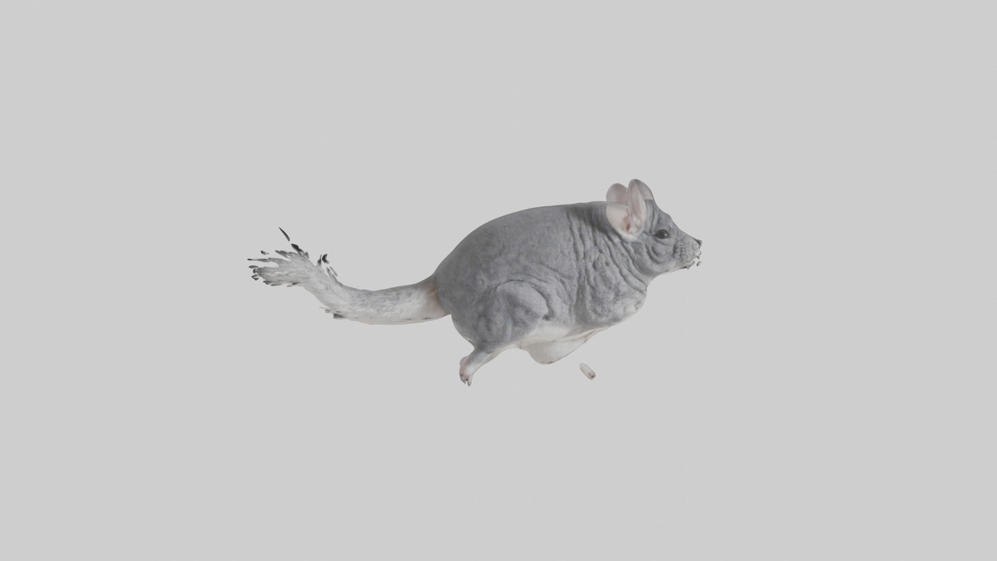 Chinchilla hopping model VR / AR / low-poly