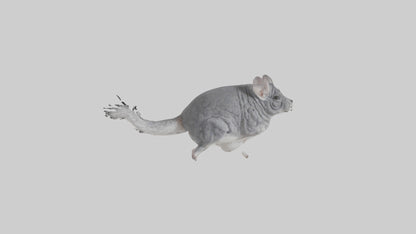 Chinchilla hopping model VR / AR / low-poly