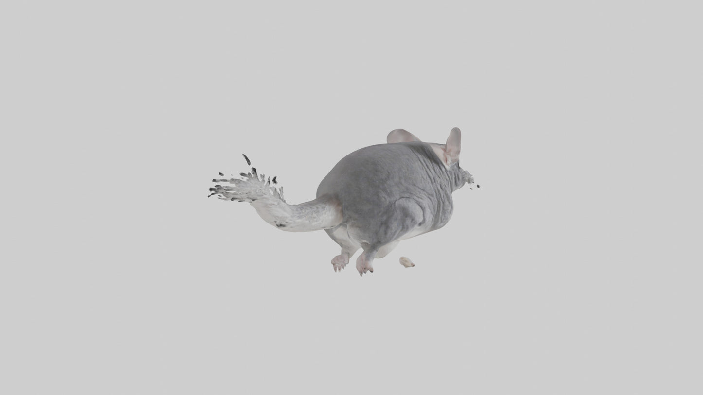 Chinchilla hopping model VR / AR / low-poly