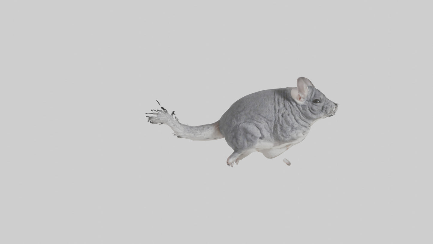 Chinchilla hopping model VR / AR / low-poly