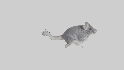 Chinchilla hopping model VR / AR / low-poly