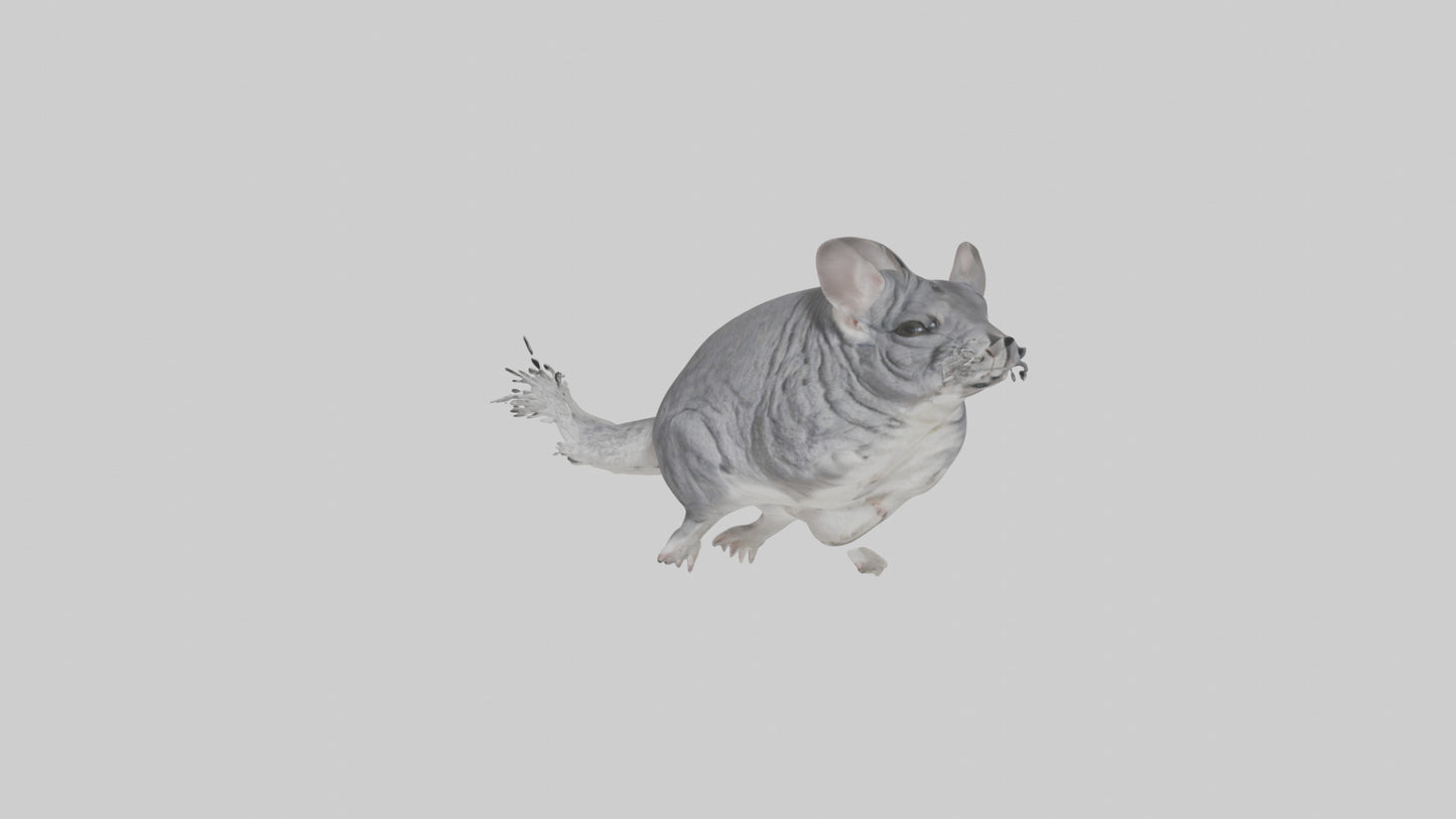 Chinchilla hopping model VR / AR / low-poly