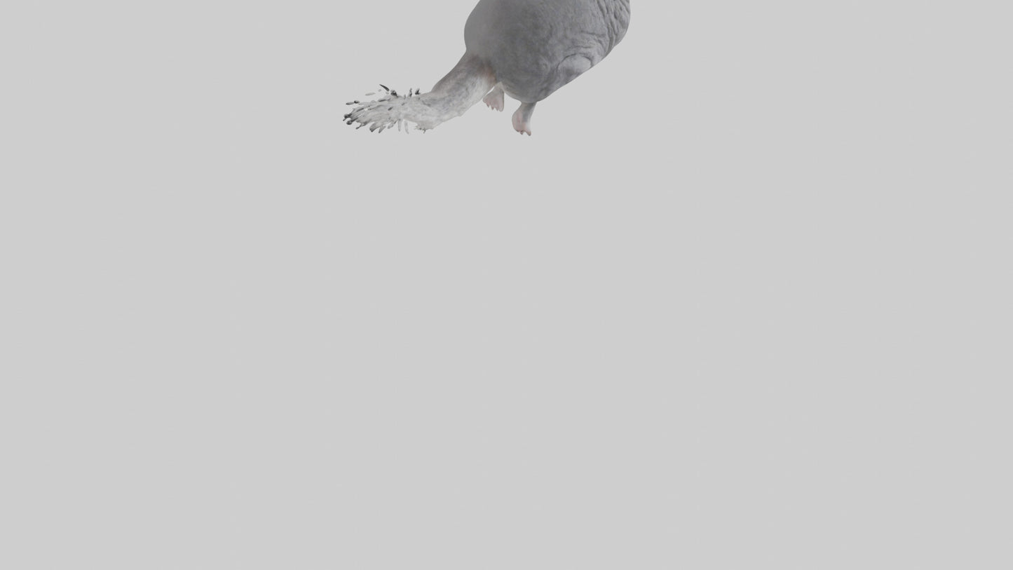 Chinchilla hopping model VR / AR / low-poly