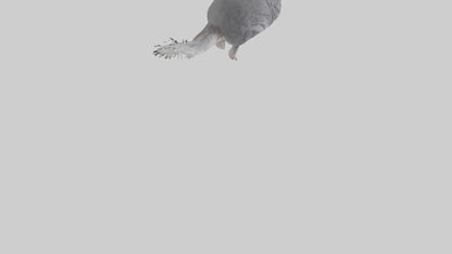 Chinchilla hopping model VR / AR / low-poly