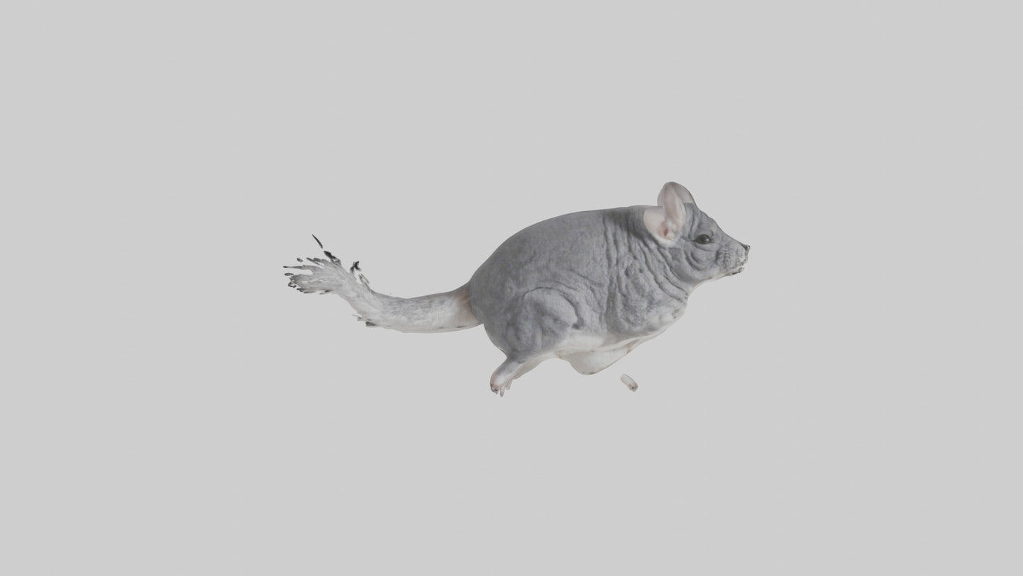 Chinchilla hopping model VR / AR / low-poly