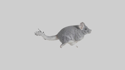 Chinchilla hopping model VR / AR / low-poly