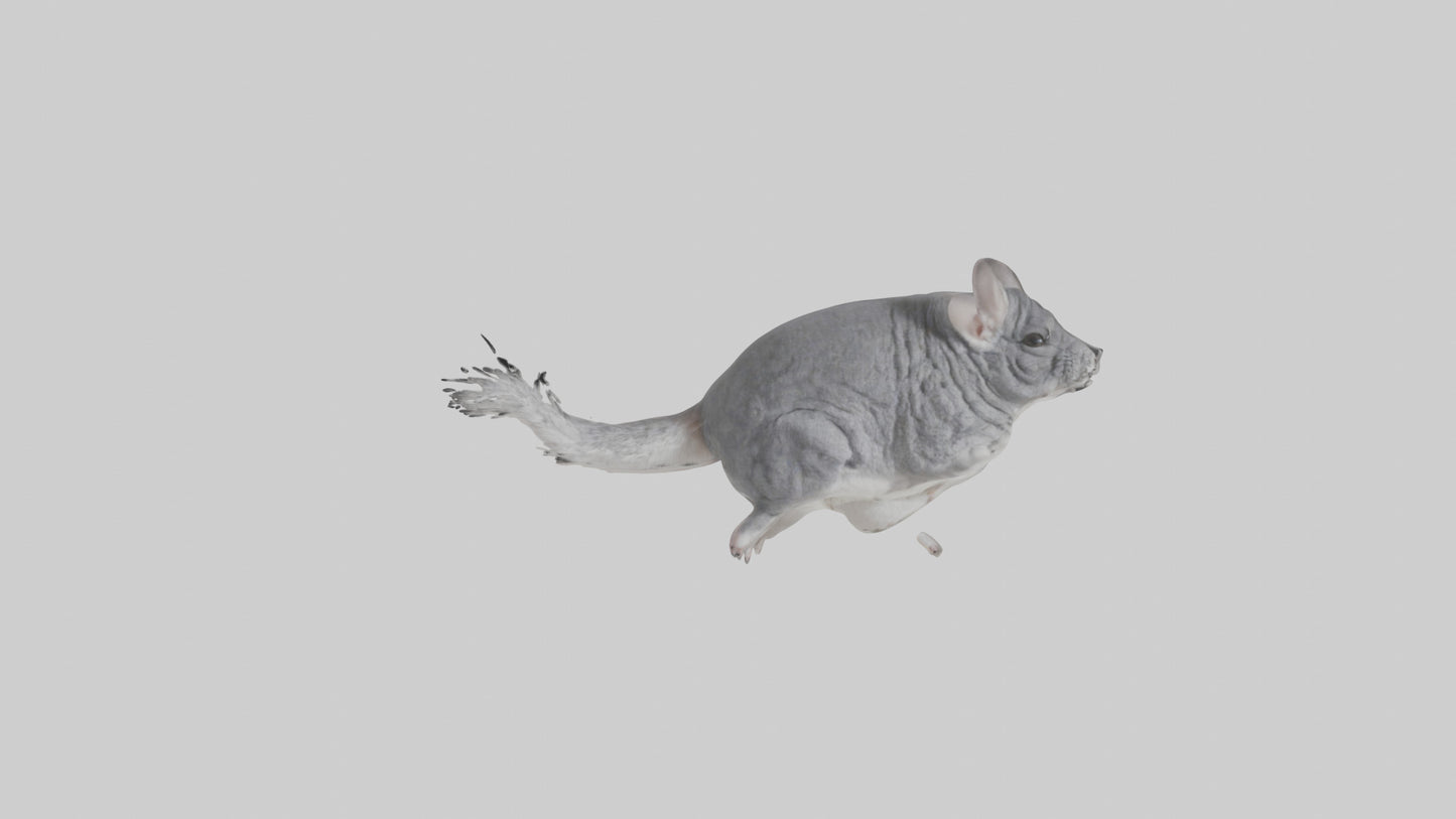 Chinchilla hopping model VR / AR / low-poly